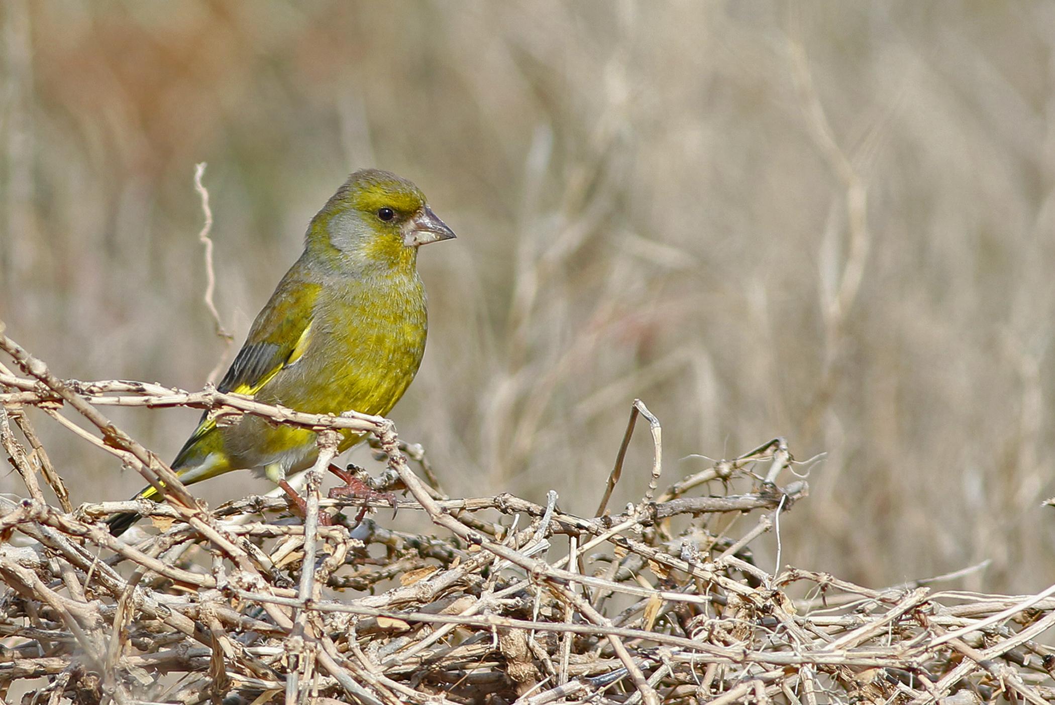 European Greenfinch